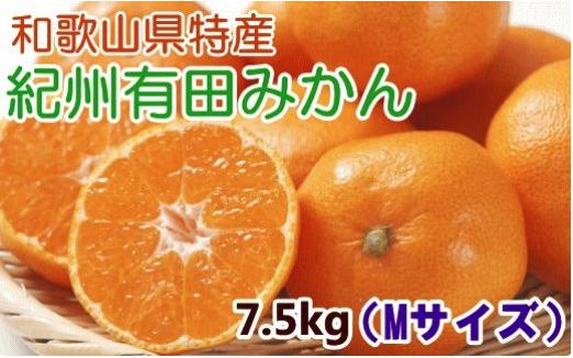 【厳選・産直】紀州有田みかん7.5kg（Mサイズ・赤秀）