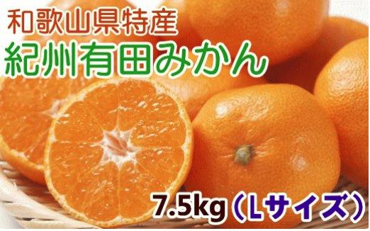 【厳選・産直】紀州有田みかん7.5kg（Lサイズ・赤秀）